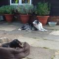 https://uk.holidog.com/ImagesPetSitters/677AE998-7F2A-4287-A684-89AAD2E3B9C9_square_120.jpg Fun-on-the-Farm--15710-3