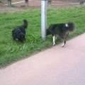 https://uk.holidog.com/ImagesPetSitters/689BD83E-7DB6-4F6A-988C-814E6240C26A_square_120.jpg 131844-3