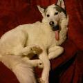 https://uk.holidog.com/ImagesPetSitters/695825A2-1CD1-41A8-B8A2-DE44BB77CCB1_square_120.jpg 20820-0