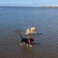 Walkies-&-Playtime-On-The-Beach!--218784-0