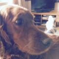 https://uk.holidog.com/ImagesPetSitters/6B20CCE0-5FAA-489E-9559-1B8087AFEA10_square_120.jpg Dog-lover!-Mad-about-setters!--83594-1