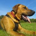 https://uk.holidog.com/ImagesPetSitters/6D0AD62F-780E-4385-87C9-65F13801A120_square_120.jpg Dog-lover-for-rent-:)-51009-2