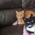 Loving-pet-sitter-available-630410-2