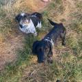 https://uk.holidog.com/ImagesPetSitters/6D9A7191-99DE-4CFD-B964-42E255892867_square_120.jpg Perfect-riverside-location-for-dogs-626051-3