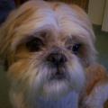 https://uk.holidog.com/ImagesPetSitters/6DCB0AFC-9C69-4767-B711-26AF69C635E5_square_120.jpg No.-1-Pet-Lover-63084-1
