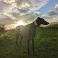 https://uk.holidog.com/ImagesPetSitters/6DE23C9D-0A4F-4F70-93CE-397EFAA7F99C_square_120.jpg Your-Pets-New-Best-Friend!-19775-0