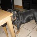 https://uk.holidog.com/ImagesPetSitters/6F0B7653-AF69-4055-9B21-5B0723EE5AD4_square_120.jpg Petsitter-116356-0