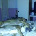 https://uk.holidog.com/ImagesPetSitters/6F18C00F-F7E0-4A84-AB12-CF29DCEFE115_square_120.jpg 49990-0