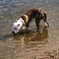 https://uk.holidog.com/ImagesPetSitters/7033E896-2E1B-48DE-AD55-0774F64FF6D2_square_120.jpg Fun-room-244327-1
