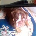 https://uk.holidog.com/ImagesPetSitters/708476E3-28E1-45D4-9562-55C01B5B0593_square_120.jpg Luxury-Dog-Boarding.-Home-from-home-474538-3