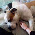 Safe-place-for-your-pet-:)-226988-2