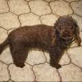 https://uk.holidog.com/ImagesPetSitters/70CE5E6E-6DF6-4B98-AAF3-47C5DBD7BB6A_square_120.jpg Animal-Loving-Experienced-Pet-Carer-103655-3