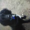 https://uk.holidog.com/ImagesPetSitters/71BE5D3A-620F-4F1A-9608-5D436D39B247_square_120.jpg Dog-heaven--203552-0