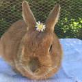 Experienced-pet-sitter-/-walker-159385-3
