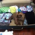 https://uk.holidog.com/ImagesPetSitters/73AEE562-9798-4B02-B37C-839D77A54701_square_120.jpg Safe-and-playful-haven-for-pets!-241484-1