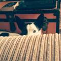 https://uk.holidog.com/ImagesPetSitters/74E7DF4E-8178-46FB-B084-A7A3C40FAEDA_square_120.jpg 99119-2
