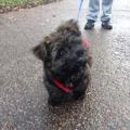 https://uk.holidog.com/ImagesPetSitters/7508826A-F0B2-4B7C-A8EB-4036EF0D9883_square_120.jpg Home-from-home-38908-0