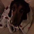 https://uk.holidog.com/ImagesPetSitters/75B8DB07-02FF-472F-946B-992CE5A53851_square_120.jpg Holiday-for-your-pets-176906-2