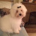 https://uk.holidog.com/ImagesPetSitters/77CA7AE5-310B-4D56-893B-3C8CFF7F25F0_square_120.jpg Dog-lover--62553-3