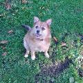 https://uk.holidog.com/ImagesPetSitters/77F139B2-FF7A-4060-91BA-B33AB26DC350_square_120.jpg Best-buddy--80038-1
