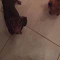 https://uk.holidog.com/ImagesPetSitters/7C30EC10-4DD6-4458-9C0F-A4D656058ABB_square_120.jpg Lots-of-Love!-154409-2