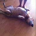https://uk.holidog.com/ImagesPetSitters/7C66AD5B-C0A6-434D-A358-DC76686236B9_square_120.jpg Dogs-lover-78979-2