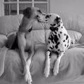 https://uk.holidog.com/ImagesPetSitters/7CD6F828-A455-410A-9330-9644101DBDF7_square_120.jpg DOG-LOVER-83289-0
