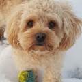https://uk.holidog.com/ImagesPetSitters/7DB34AA8-13C6-4D18-9C15-0E36588B009A_square_120.jpg Pawfect-pet-sitting-with-Tracy-603765-3