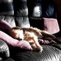 https://uk.holidog.com/ImagesPetSitters/7E986BEC-957E-493F-94E6-C6738D39EDA0_square_120.jpg Walkies-300020-2