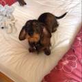 https://uk.holidog.com/ImagesPetSitters/8044FE42-67F1-4F6D-A2FA-0704360A7D87_square_120.jpg Genuine-animal-lover-138761-1