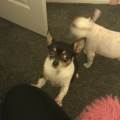 Walkies-with-Lisa-337058-2