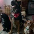 Luxury-Dog-Boarding.-Home-from-home-474538-0