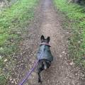 Trusted-Dog-Walks-Near-You-629109-2