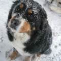 https://uk.holidog.com/ImagesPetSitters/848B64E6-04C2-4FE1-9E19-8745FDF769DB_square_120.jpg Dog-isn't-an-animal,dog-is-a-friend-241793-3