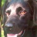 https://uk.holidog.com/ImagesPetSitters/84FAD032-07D1-46A8-80E1-BE5DB36F220A_square_120.jpg 474538-3