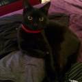 https://uk.holidog.com/ImagesPetSitters/8601FADB-F8CE-4C78-B5DA-D522B6A6403C_square_120.jpg All-animals-welcome!-200889-1