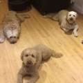 https://uk.holidog.com/ImagesPetSitters/864F3A85-CB42-4639-9979-858C2A5B635F_square_120.jpg A-home-from-home!-205507-1