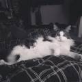 A-genuine-pet-lover--214543-1