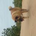 https://uk.holidog.com/ImagesPetSitters/8933ADB1-63A2-4D85-8292-1E3C302F2302_square_120.jpg Good-dogs-get-treats--206288-3