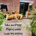 Isle-Of-Wight-pet-Services-175105-0