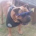 https://uk.holidog.com/ImagesPetSitters/8B614AE1-1C68-4BCF-930F-385A8ABB7767_square_120.jpg Happy-Trails--207169-1