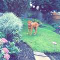 https://uk.holidog.com/ImagesPetSitters/8C841C80-D329-4A14-AFFD-36DC21F1071B_square_120.jpg Dog-&-Cat-Haven--212308-2