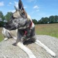 https://uk.holidog.com/ImagesPetSitters/8DD6C0FF-798B-4909-8D61-1D8D45BA1431_square_120.jpg Rescue-Dogs-Forever-85093-0