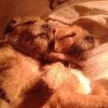 https://uk.holidog.com/ImagesPetSitters/8E3C6651-87BB-4EB5-A3FE-715F362CEE2A_square_120.jpg Home-from-home-for-your-pet-15808-3