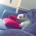 https://uk.holidog.com/ImagesPetSitters/8E4F5B79-6E08-4EF3-9DF8-E9B574302062_square_120.jpg Dog-loving-and-friendly-home.-79769-1