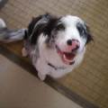 https://uk.holidog.com/ImagesPetSitters/8E7C870D-4F0A-4B97-8444-88027AF1092B_square_120.jpg Fun-on-the-Farm--15710-0
