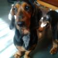 https://uk.holidog.com/ImagesPetSitters/8E893403-6979-4BFC-BEC8-205647F78199_square_120.jpg Holiday-for-your-pets-176906-1