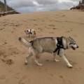 https://uk.holidog.com/ImagesPetSitters/8FE80C41-DC77-4240-A042-257431031B39_square_120.jpg luxury-boarding--293669-3