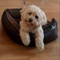 petsitter stranger