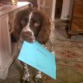 https://uk.holidog.com/ImagesPetSitters/906E00DB-AAD3-44BB-81B1-D3E579AB7BCA_square_120.jpg Animal-crazy!-83475-0